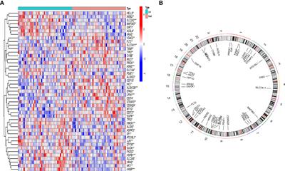 Identification of ferroptosis-associated biomarkers for the potential diagnosis and treatment of postmenopausal osteoporosis